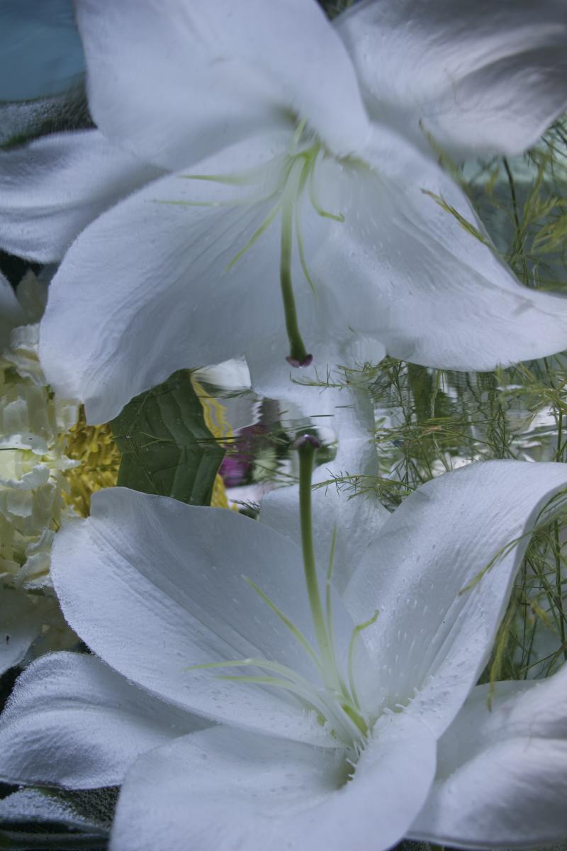 Andrea Bonfils Submerged Garden 8061