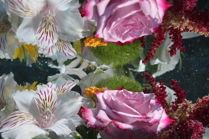 Andrea Bonfils Submerged Garden 8077
