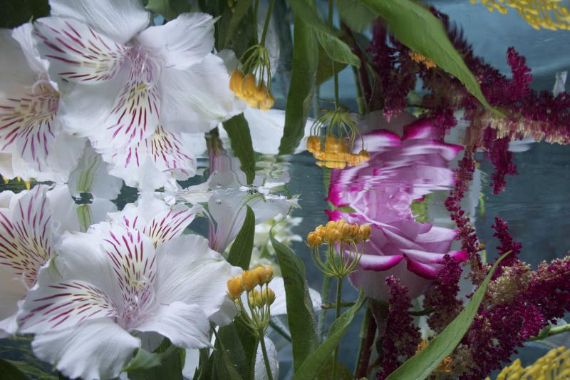 Andrea Bonfils Submerged Garden 8193