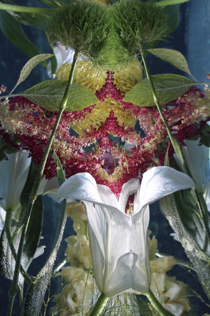 Andrea Bonfils Submerged Garden 8277