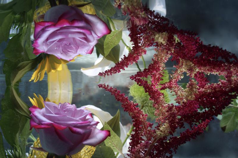 Andrea Bonfils Submerged Garden 8325