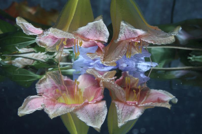 Andrea Bonfils Submerged Garden 8467