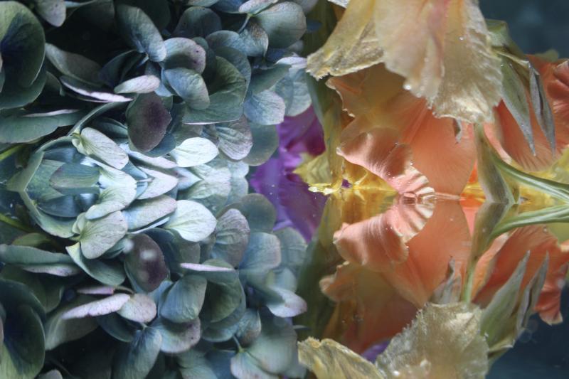 Andrea Bonfils Submerged Garden 8511