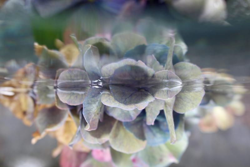 Andrea Bonfils Submerged Garden 8790