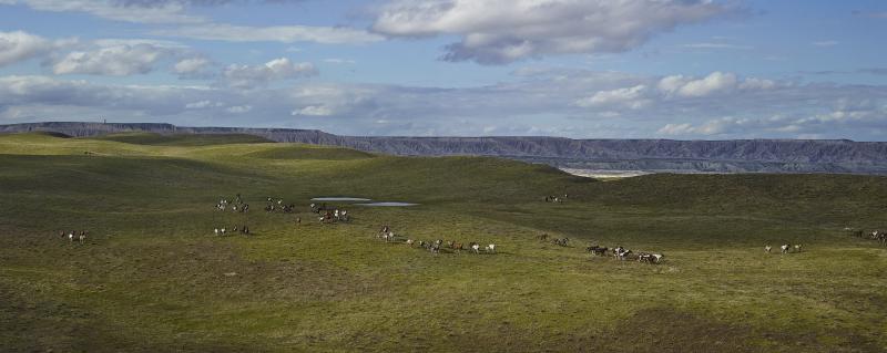 Andrew Moore Badland Ponies