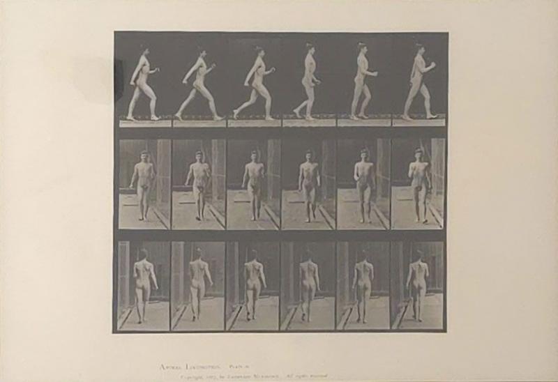 Animal Locomotion Eadweard Muybridge 1887 Plate 10