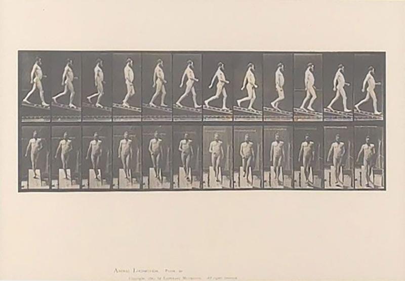 Animal Locomotion Eadweard Muybridge 1887 Plate 113