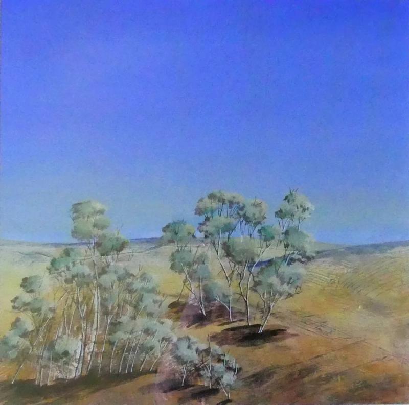 Anni Washington Eucalyptus in Landscape