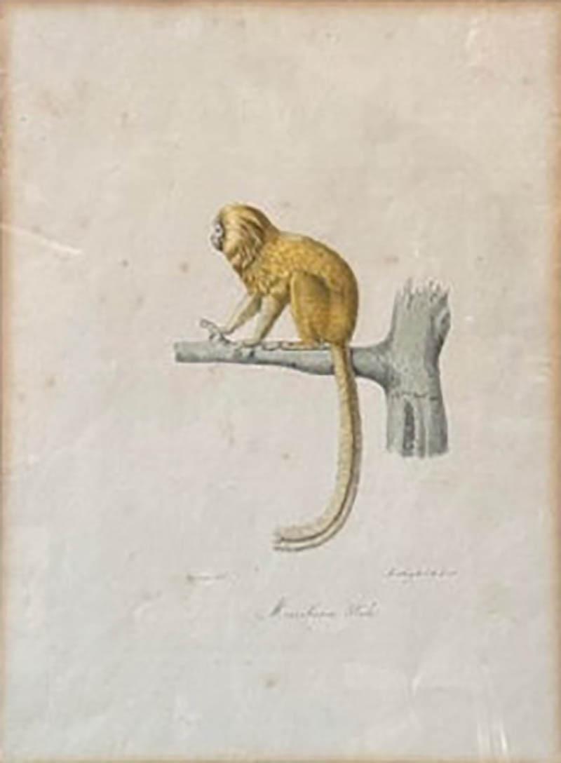 Antique Trobridge Gallery C 1824 Monkey Engraving Print W Chinoiserie Frame