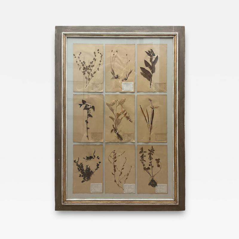 Art Deco Set of 9 Framed Pressed Botanicals