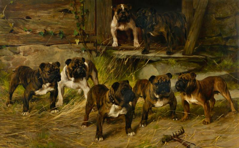 Arthur Wardle Portrait of English Bulldogs in a Kennel