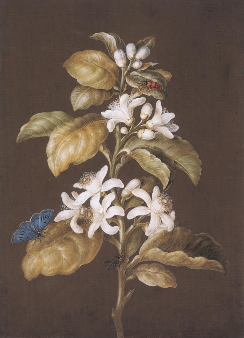Barbara Regina Dietzch An Orange Blossom with a Beetle a Butterfly and a Fly