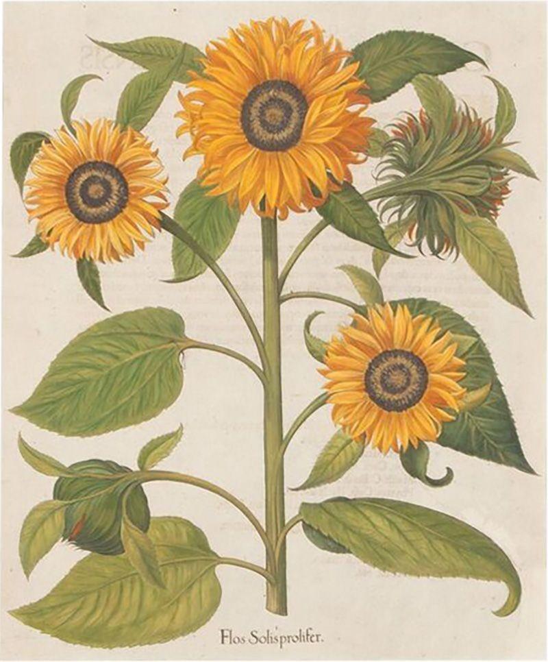 Basilius Besler 17th Century Hand Coloured Engraving of Sunflowers by Basilius Besler