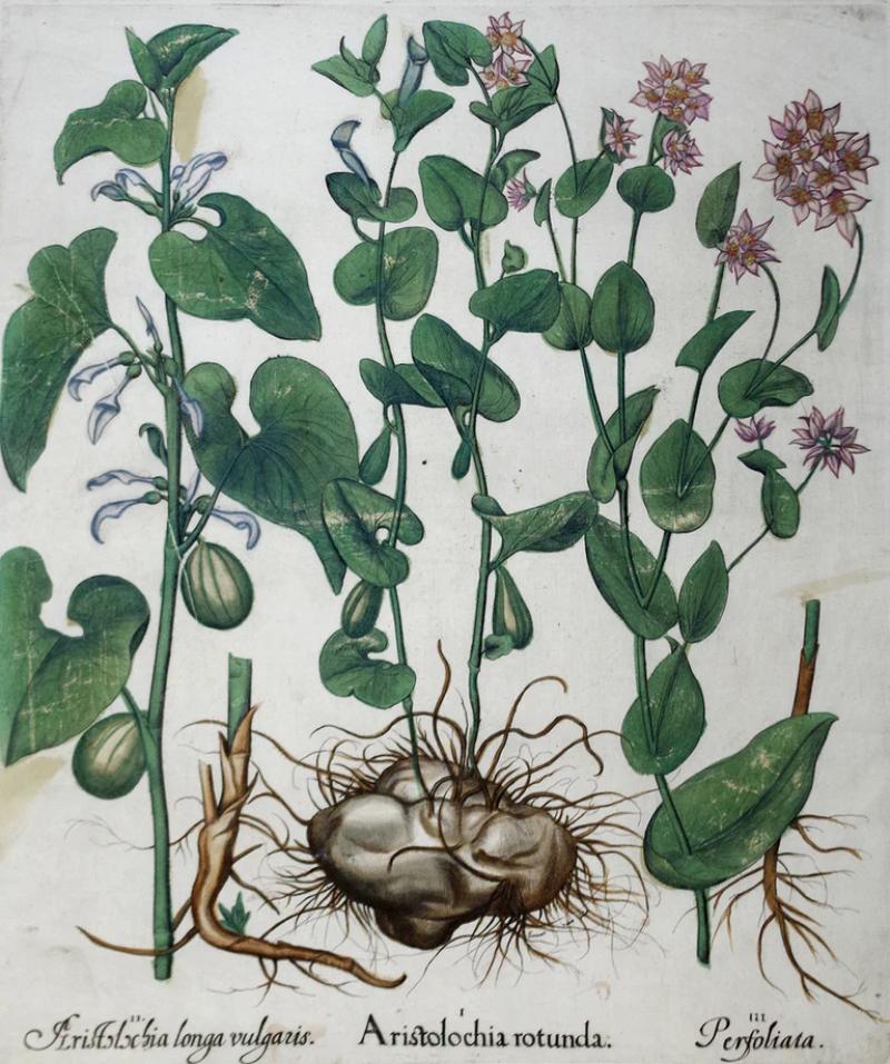 Basilius Besler BASILIUS BESLER 1561 1629 ARISTOLOCHIA ROTUNDA