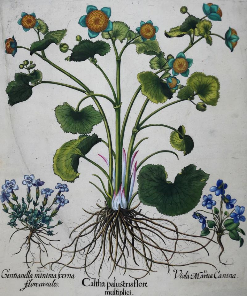 Basilius Besler BASILIUS BESLER 1561 1629 CALTHA PALUSTRIS FLORE MULTIPLICI