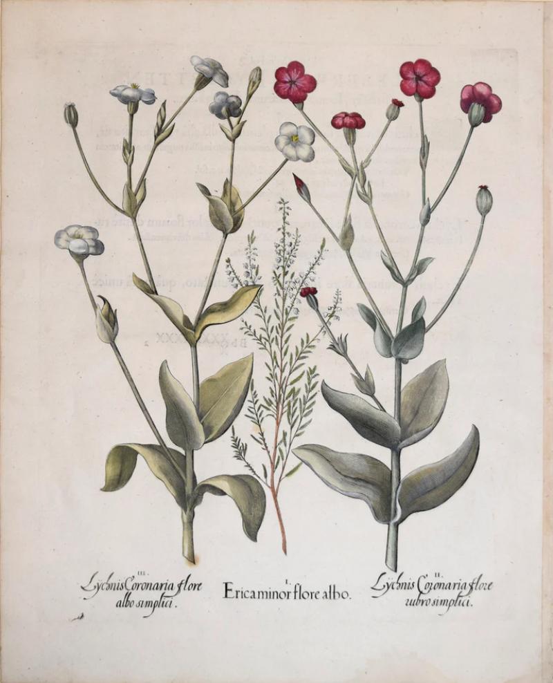 Basilius Besler BASILIUS BESLER 1561 1629 ERICA MINOR FLORE ALBO
