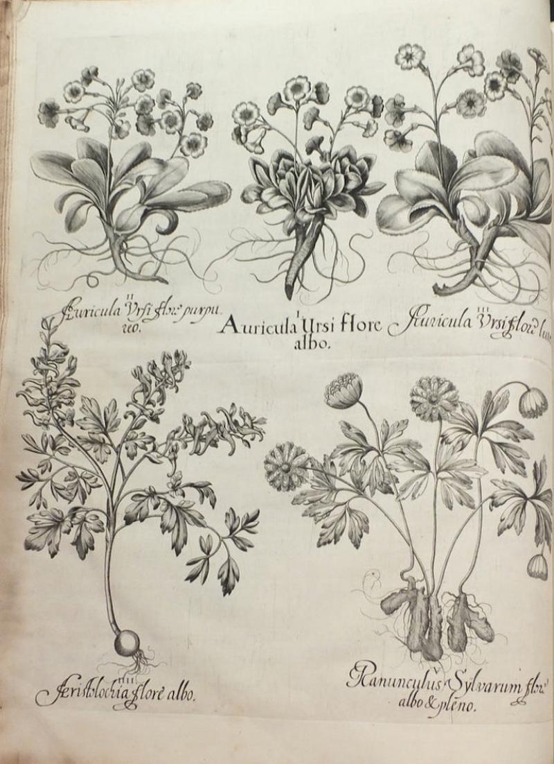 Basilius Besler BASILIUS BESLER 1561 1629 HORTUS EYSTETTENSIS 