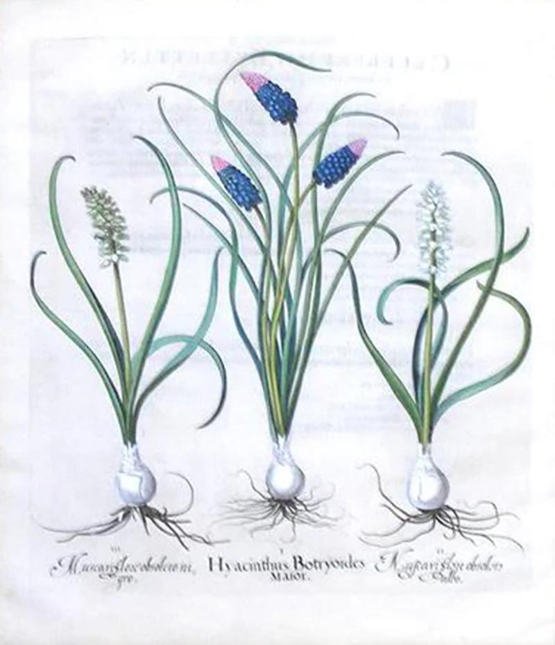 Basilius Besler BASILIUS BESLER 1561 1629 HYACINTHUS BOTRYOIDES MAIOR