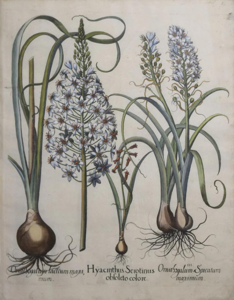 Basilius Besler BASILIUS BESLER 1561 1629 HYACINTHUS SEROTINUS OBSOLETO COLORE