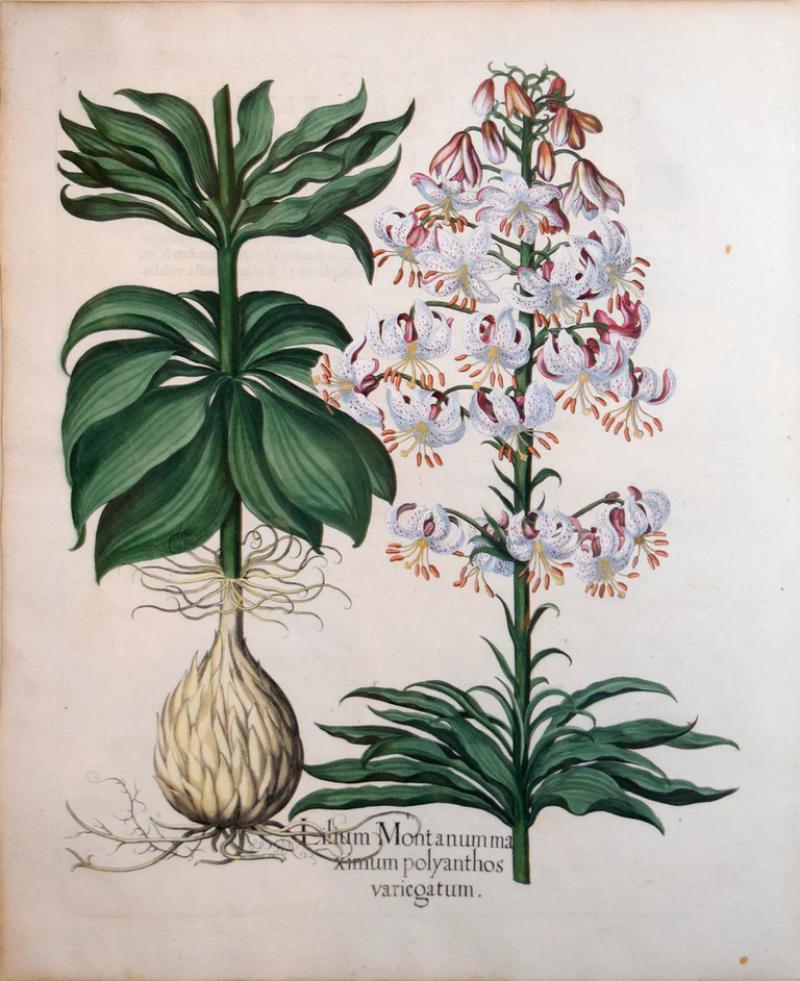 Basilius Besler BASILIUS BESLER 1561 1629 LILIUM MONTANUM MAXIMUM