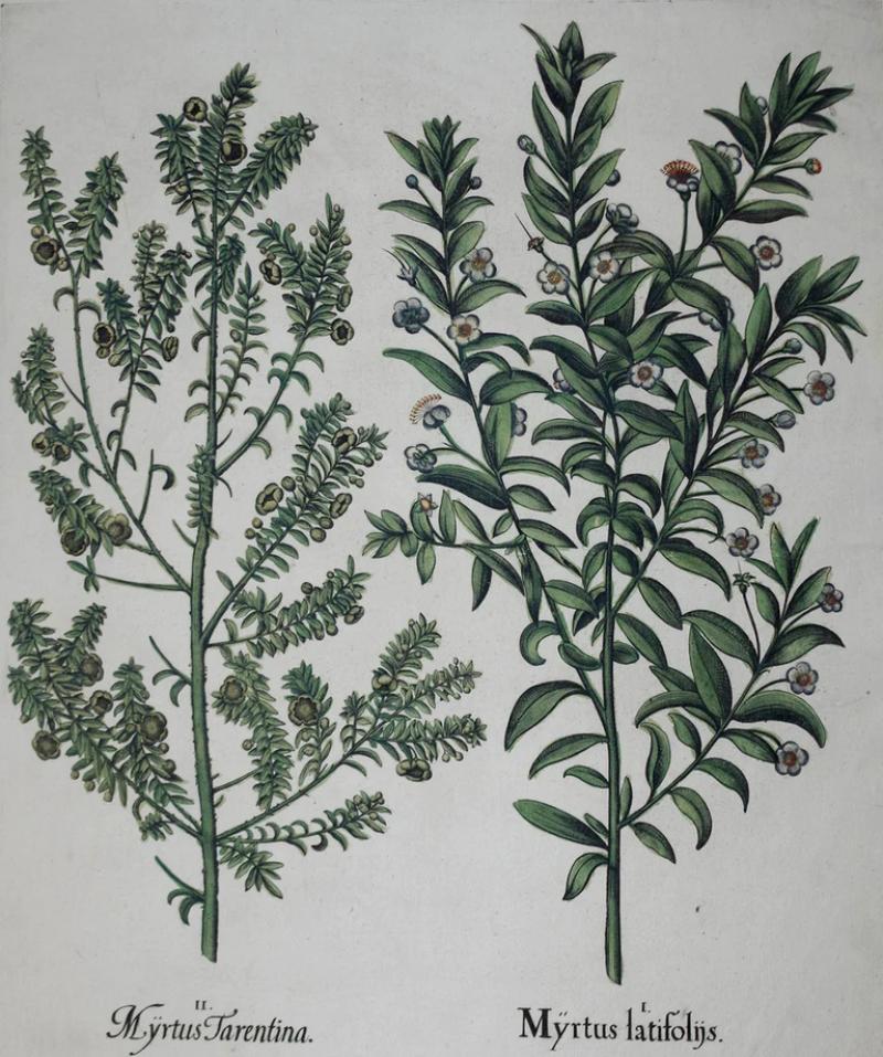 Basilius Besler BASILIUS BESLER 1561 1629 MYRTUS LATIFOLNS