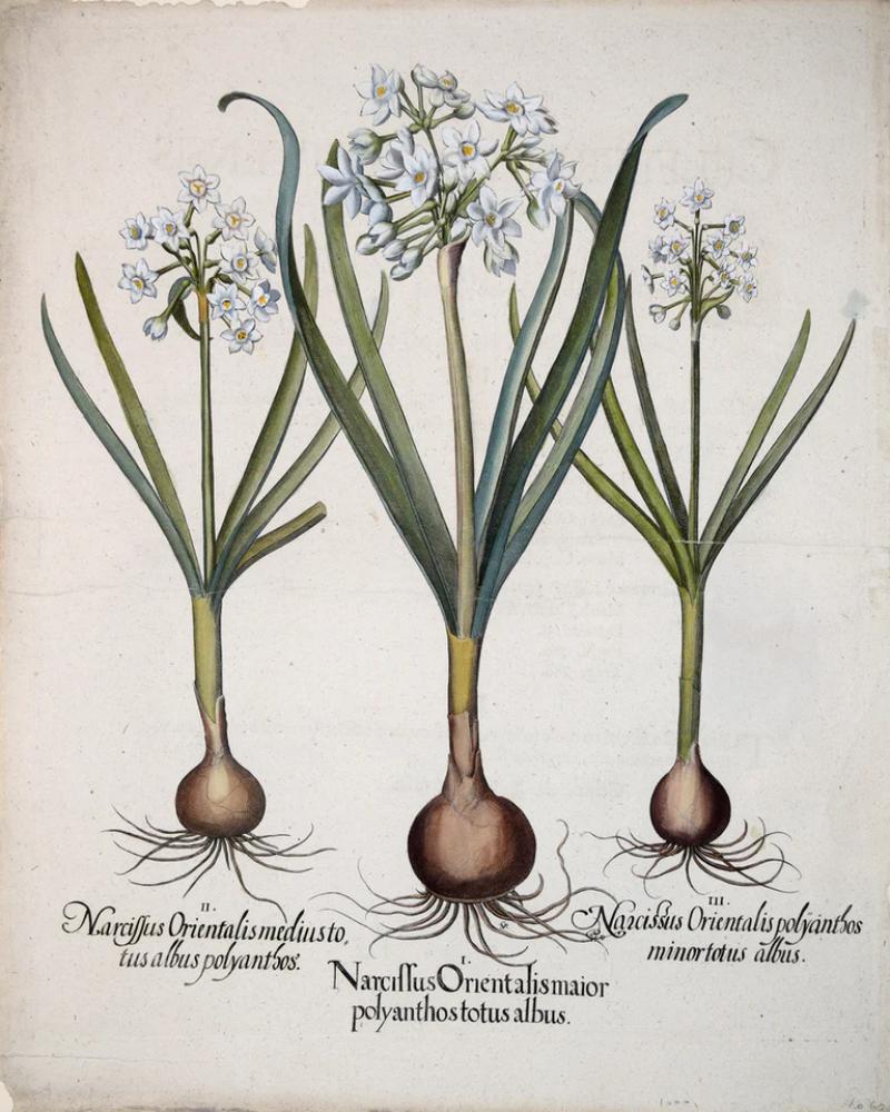 Basilius Besler BASILIUS BESLER 1561 1629 NARCISSUS ORIENTALIS MAIOR POLYANTHOS TOTUS ALBUS