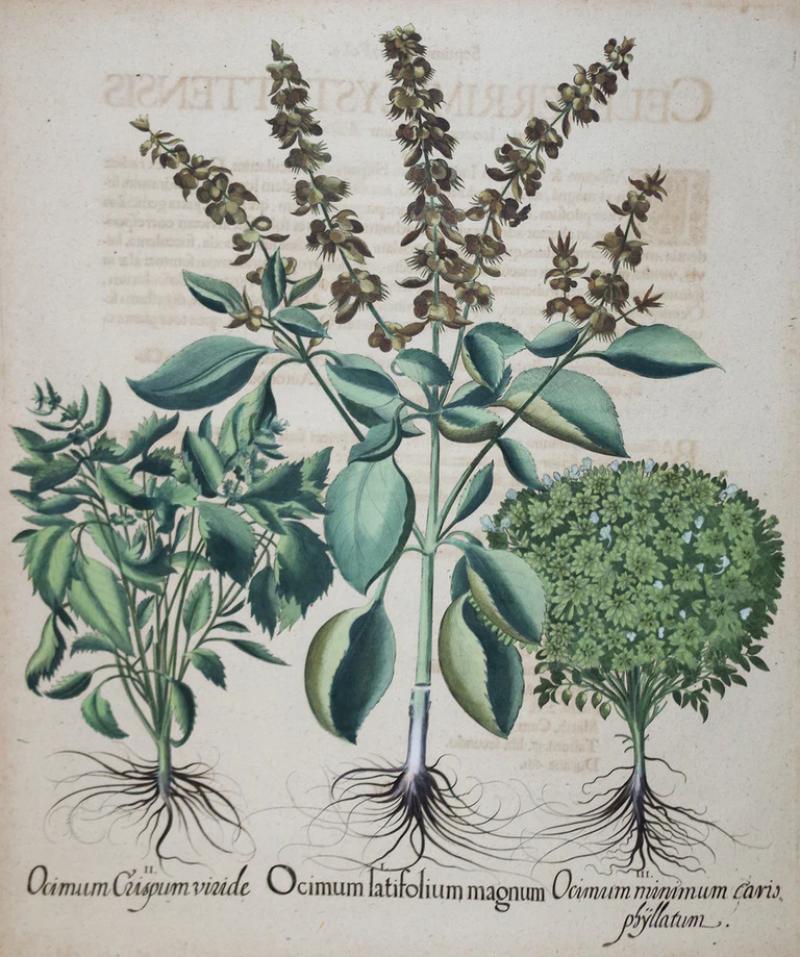 Basilius Besler BASILIUS BESLER 1561 1629 OCIMUM LATIFOLIUM MAGNUM