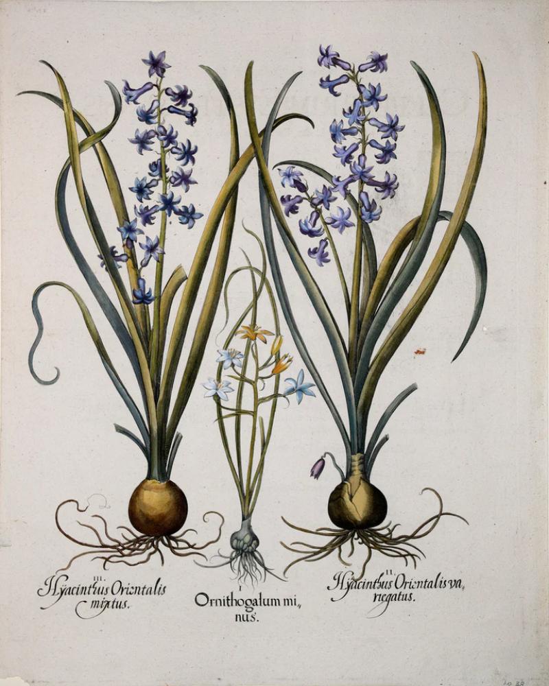 Basilius Besler BASILIUS BESLER 1561 1629 ORNITHOGALUM MINUS