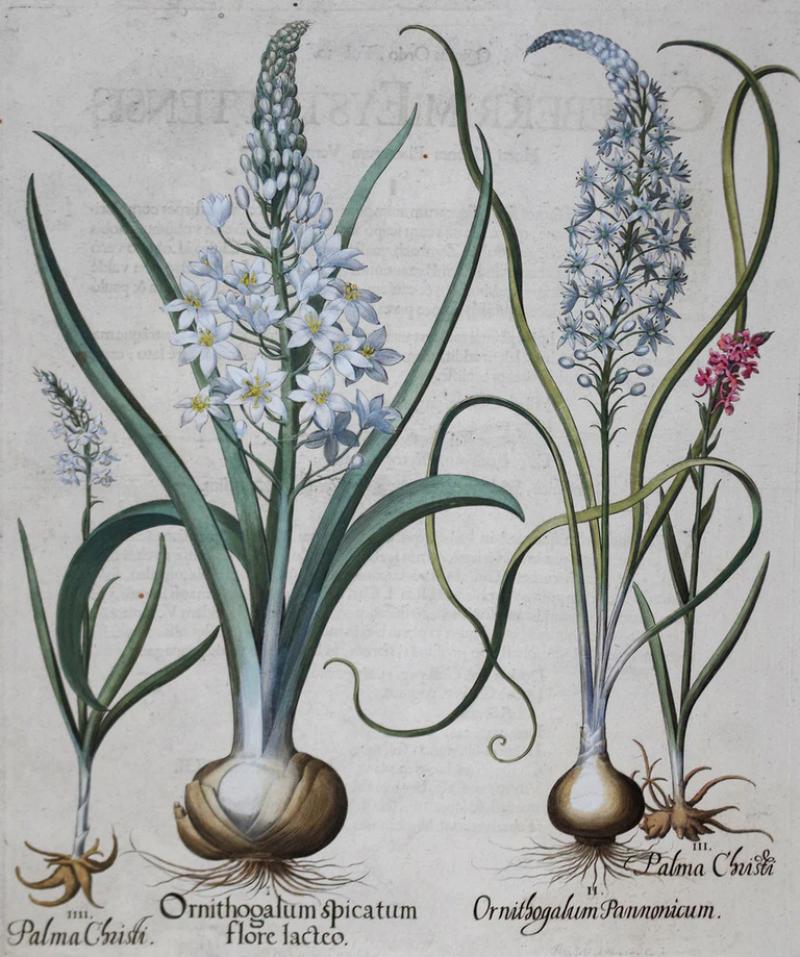 Basilius Besler BASILIUS BESLER 1561 1629 ORNITHOGALUM SPICATUM FLORE LACTEO