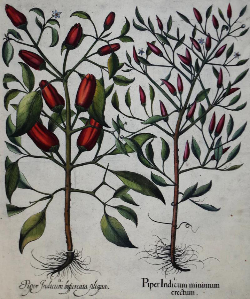 Basilius Besler BASILIUS BESLER 1561 1629 PIPER INDICUM MINIMUMERECTUM