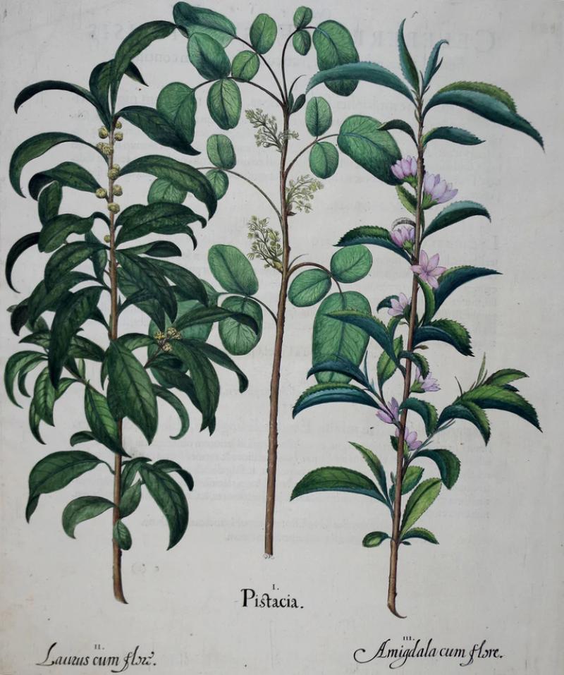 Basilius Besler BASILIUS BESLER 1561 1629 PISTACIA