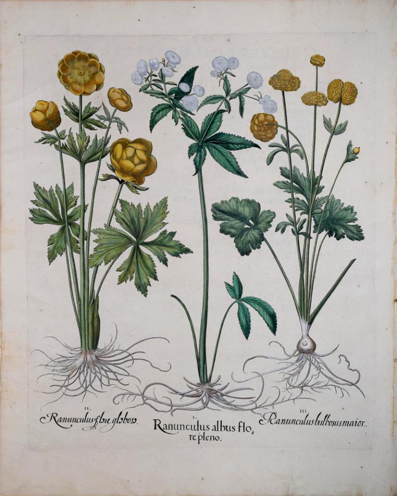 Basilius Besler BASILIUS BESLER 1561 1629 RANUNCULUS ALBUS FLORE PLENO