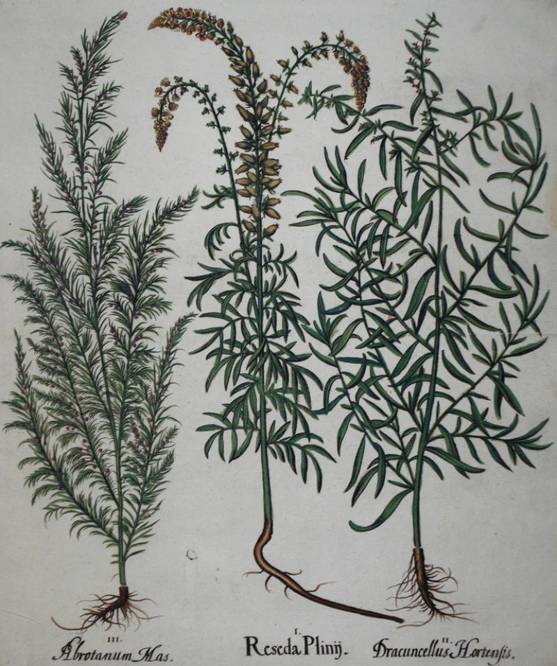 Basilius Besler BASILIUS BESLER 1561 1629 RESEDA PLINIJ