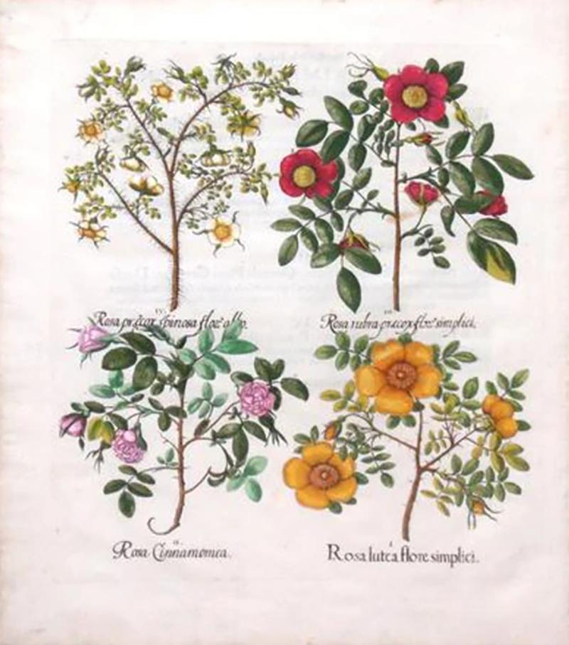 Basilius Besler BASILIUS BESLER 1561 1629 ROSEA LUTEA FLORE SIMPLICI