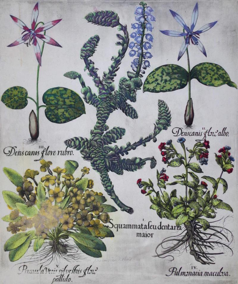 Basilius Besler BASILIUS BESLER 1561 1629 SQUAMMATAFEUDENTARIA MAJOR