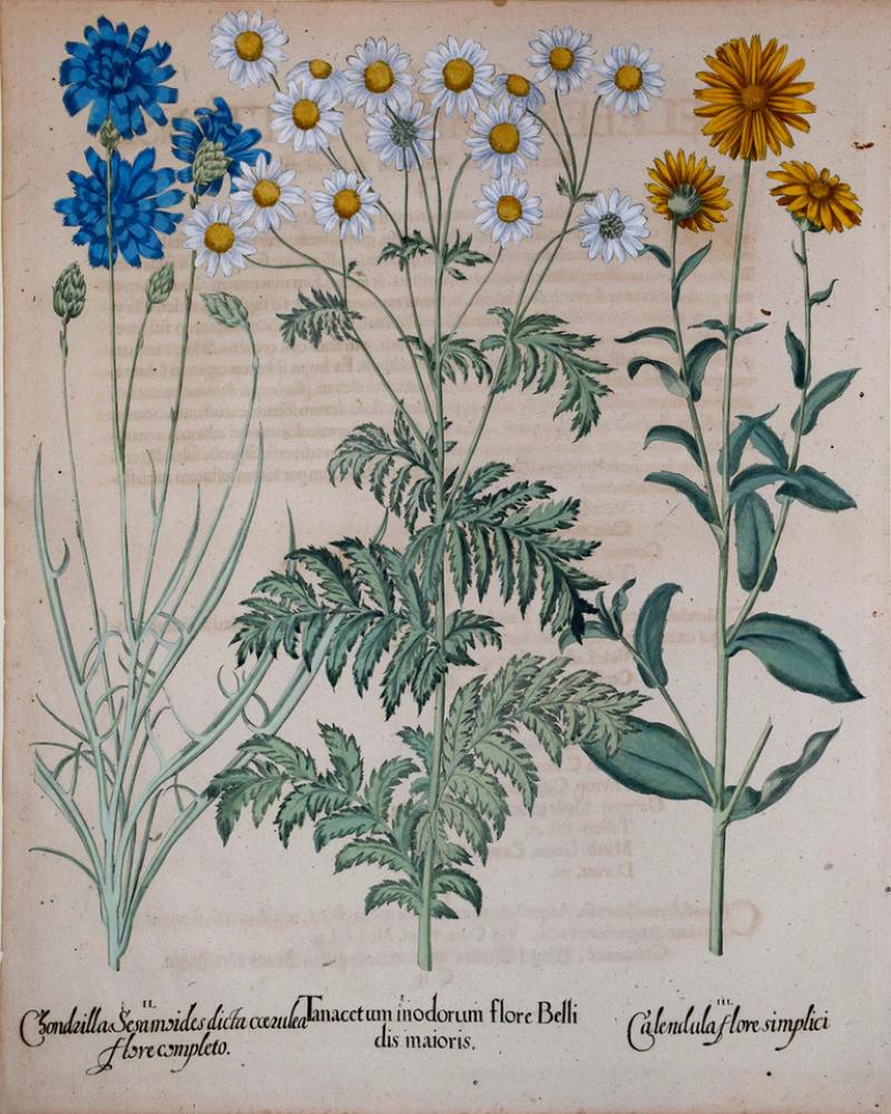 Basilius Besler BASILIUS BESLER 1561 1629 TANACETUM INODORUM FLORE BELLI DIS MAIORIS