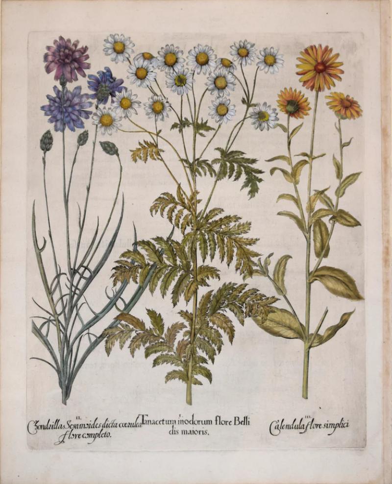 Basilius Besler BASILIUS BESLER 1561 1629 TANACETUM MODORUM FLORE