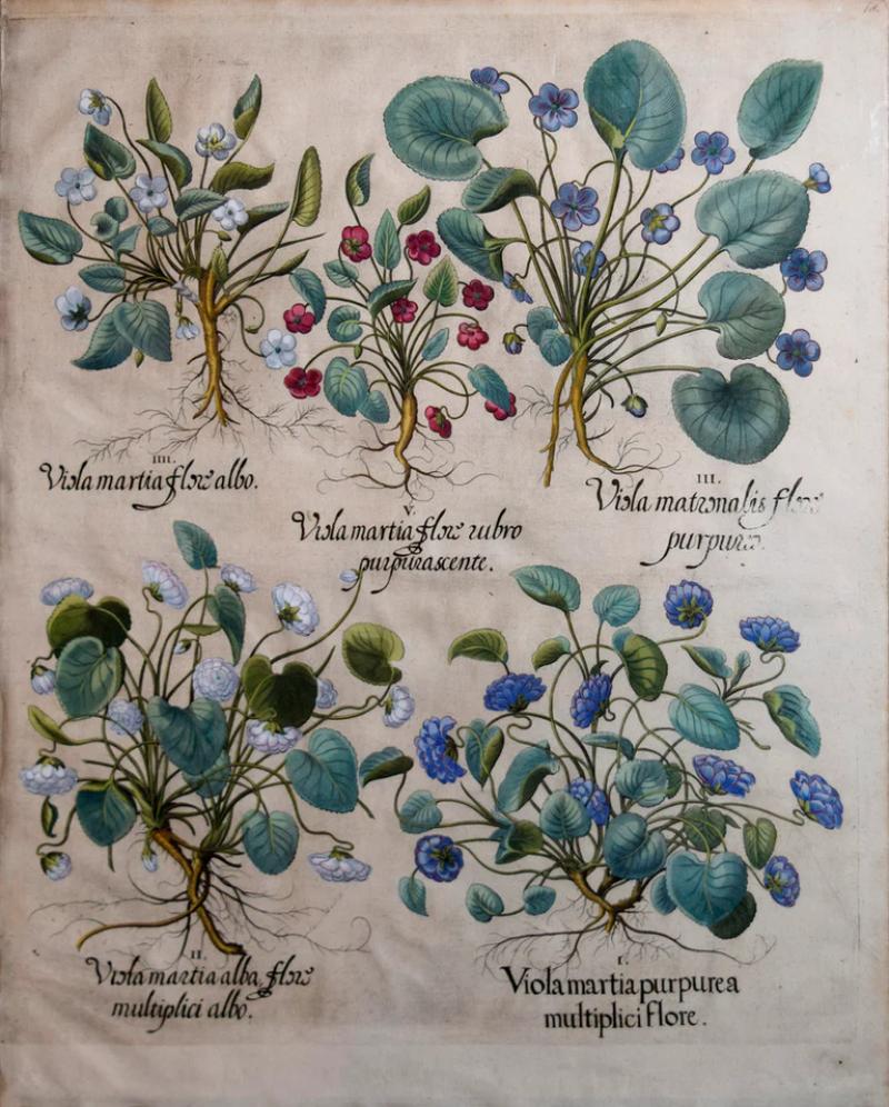 Basilius Besler BASILIUS BESLER 1561 1629 VISLA MARTIA FLORE UIBRO