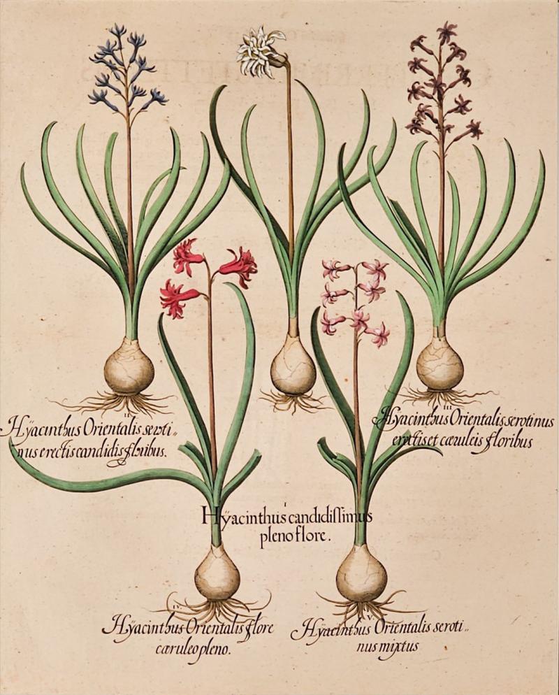 Basilius Besler Page from Hortus Eystettensis 1613 