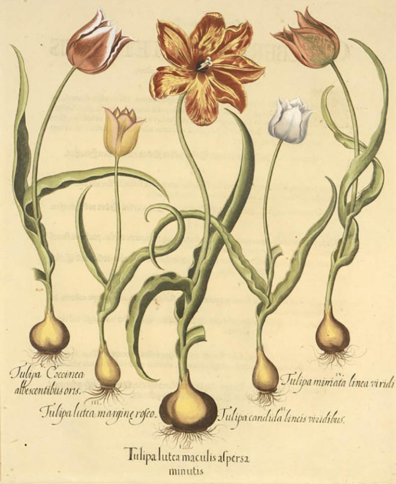 Basilius Besler Pair of Hand coloured Tulips