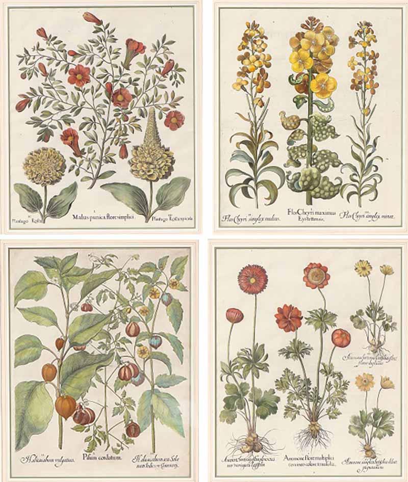 Basilius Besler Set of Four Hortus Eysstettensis Botanical Prints