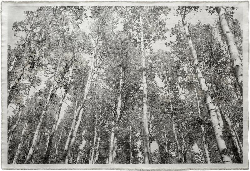 Bill Claps Aspen Canopy 