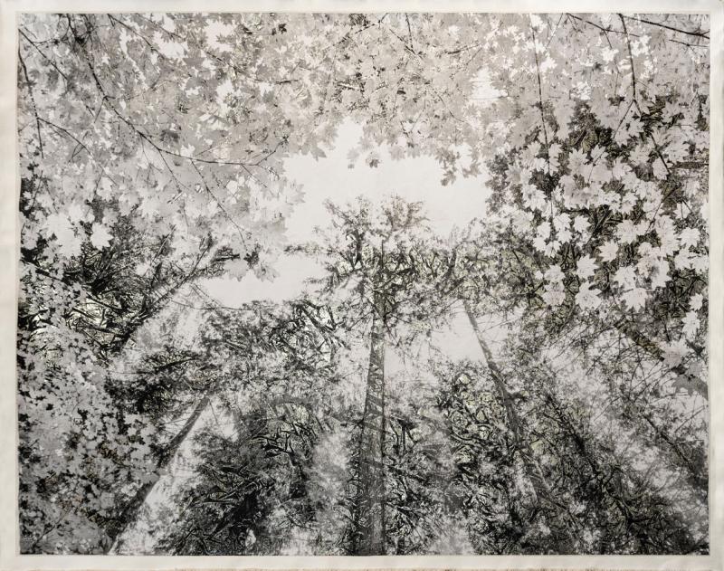 Bill Claps Forest Canopy Pacific Spirit Park II 