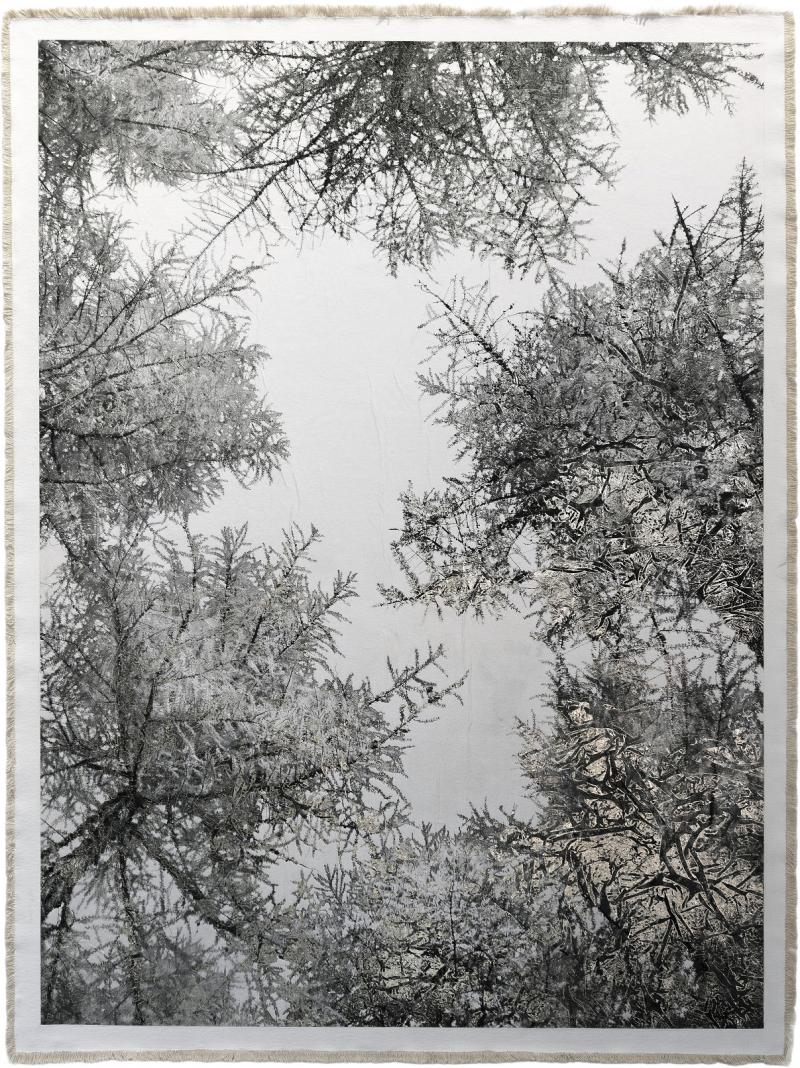 Bill Claps Larch Forest Canopy Val Fex