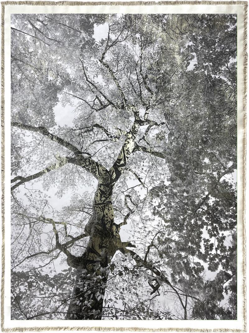 Bill Claps Prospect Park Maple