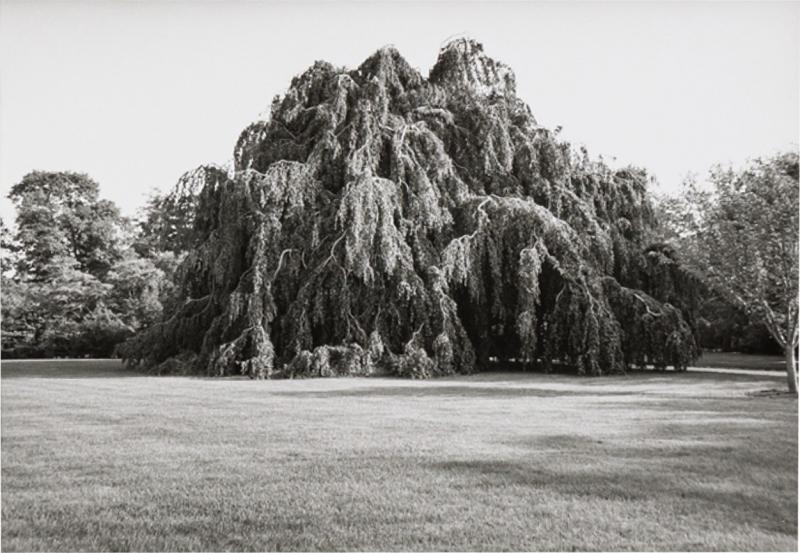 Black And White Photograph Of A Tree In A Landscape