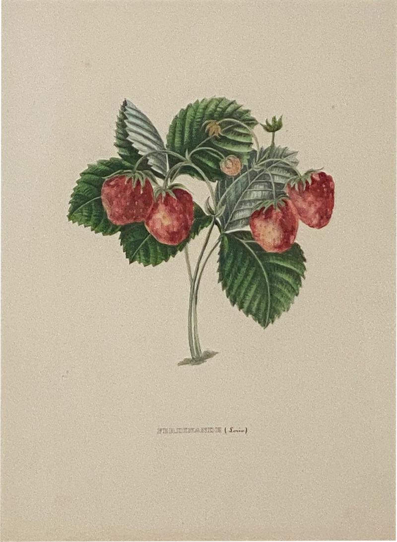 Botanical Study of Fruits and Nuts by Duhamel du Monceau early 19th century
