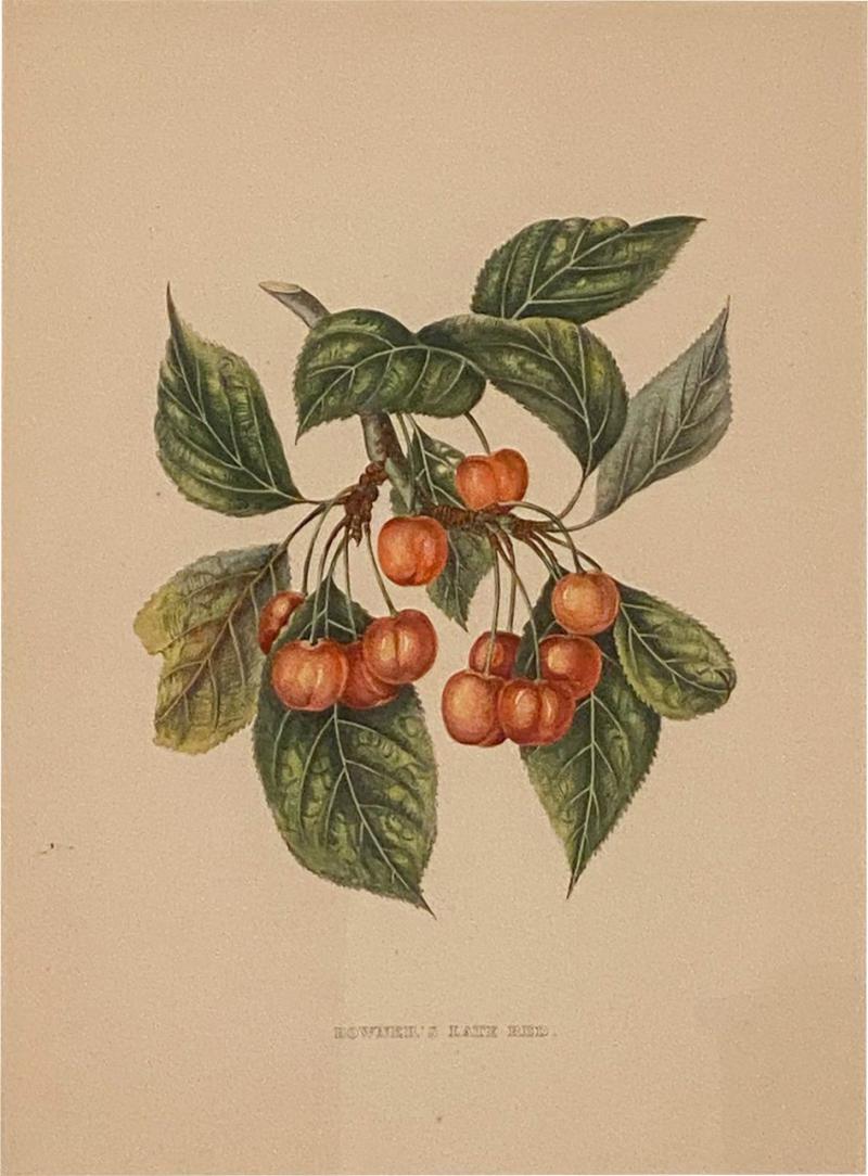 Botanical Study of Fruits and Nuts by Duhamel du Monceau early 19th century