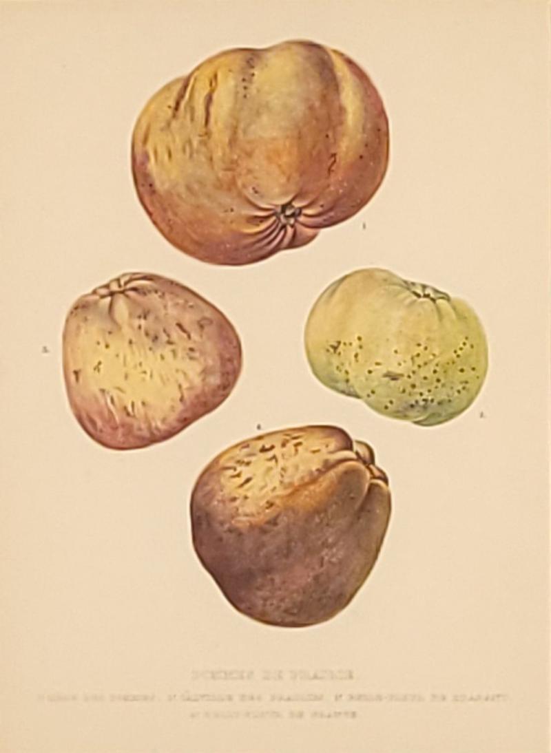 Botanical Study of Fruits and Nuts by Duhamel du Monceau early 19th century