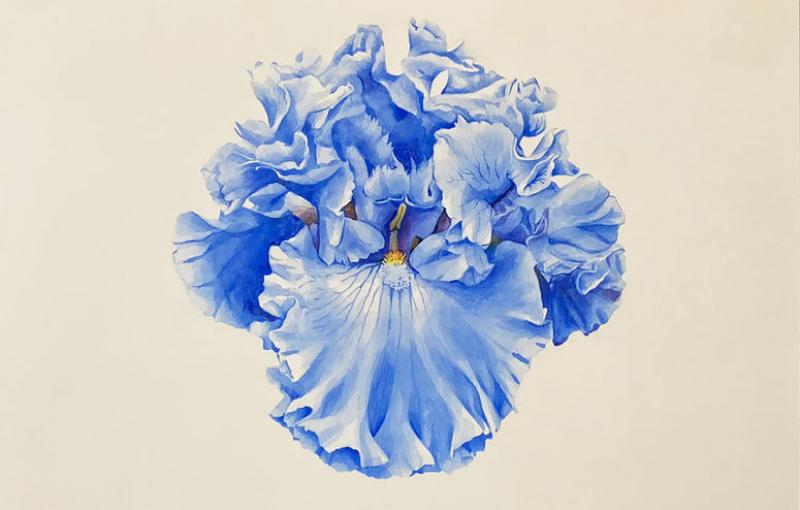 Bryan McCullough Iris 7